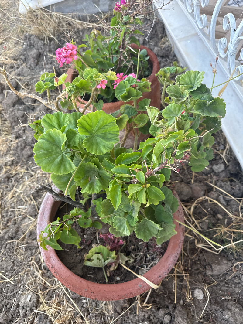 Er zijn twee geraniums te zien in terracotta bloempotten op de grond. De planten tonen hun typische ronde bladeren en enkele roze bloemen.