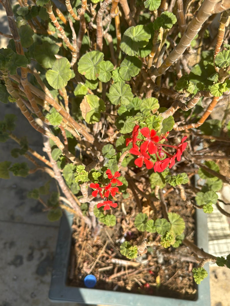 De afbeelding toont een geranium in een bloempot. De plant toont zijn typische ronde bladeren en helderrode bloemen.