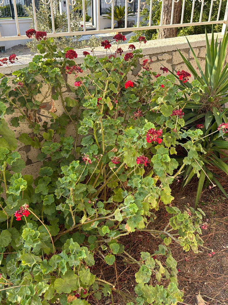 Er is een grote geranium te zien met talloze ronde bladeren en rode bloemen. De plant groeit in een tuin voor een stenen muur.