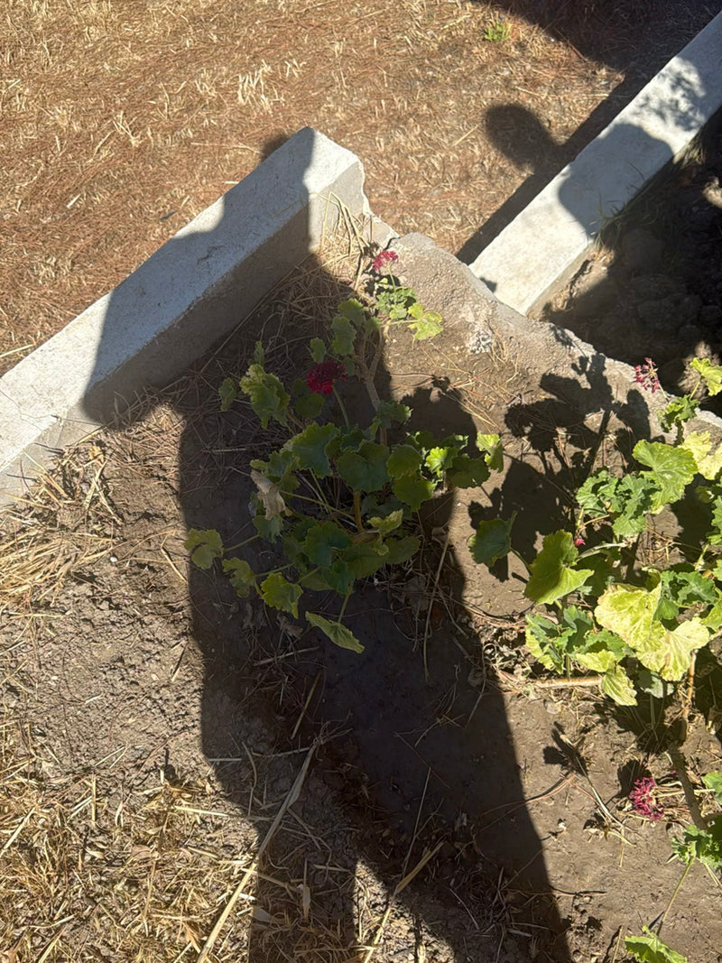 De afbeelding toont een geranium met groene bladeren en rode bloemen die in een bloembed groeit. De foto legt de plant van bovenaf vast binnen een stenen rand.