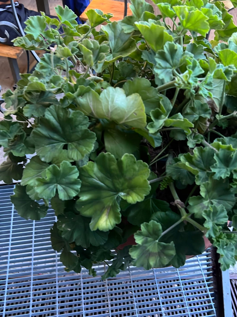 De afbeelding toont een geranium met zijn kenmerkende gelobde bladeren in een pot. De plant staat op een metalen rooster.