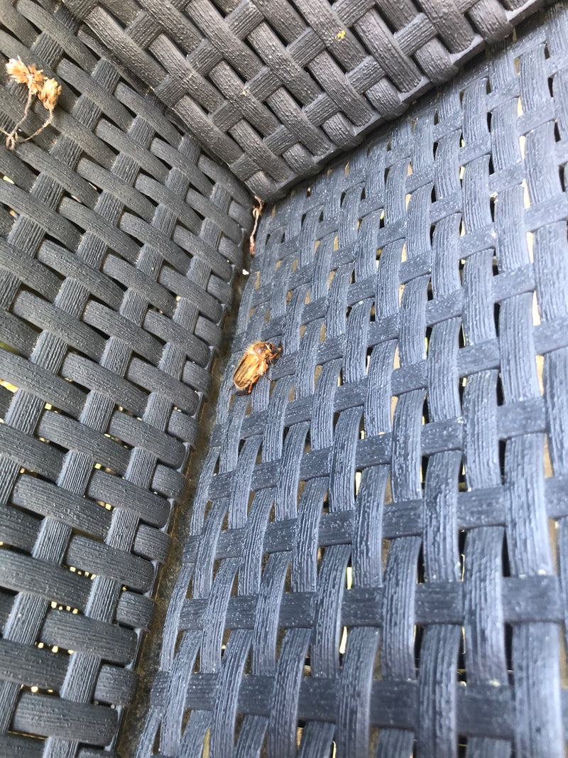 De afbeelding toont een junikever rustend op een donker gevlochten oppervlak. Het insect bevindt zich op het gestructureerde materiaal.