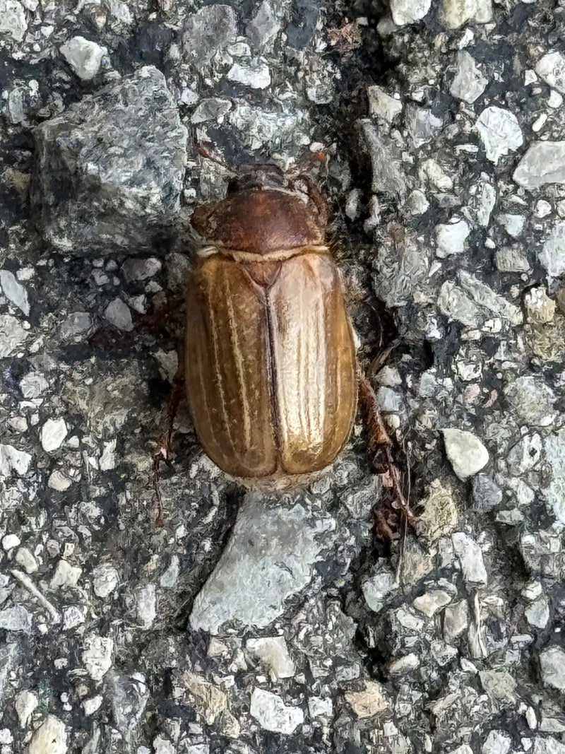De afbeelding toont een junikever van bovenaf op een stenige ondergrond. Het insect rust op de grond.