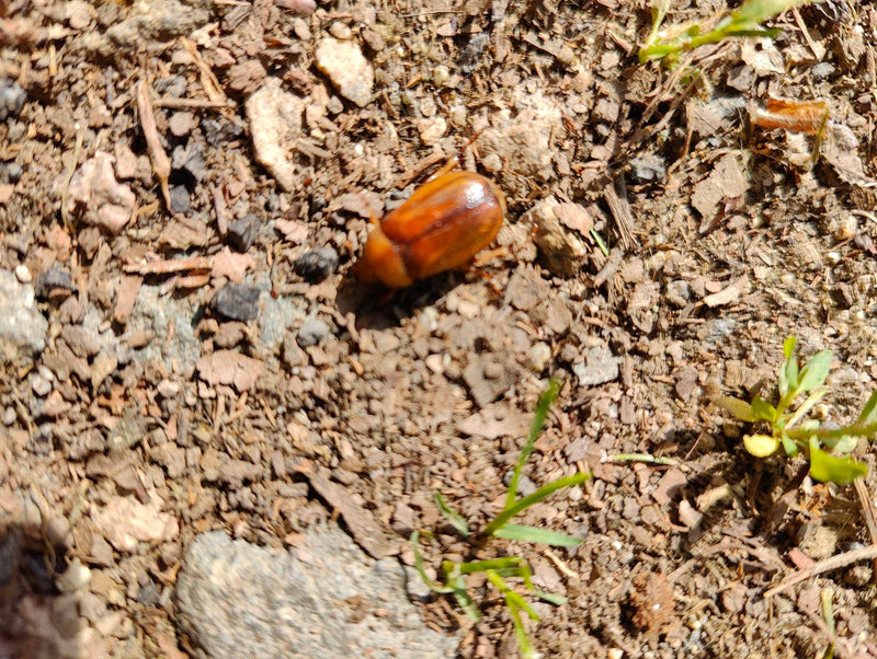 Een junikever zit op de bruine bosbodem. Het bovenaanzicht toont het bruine insect tussen kleine stenen en aarde.