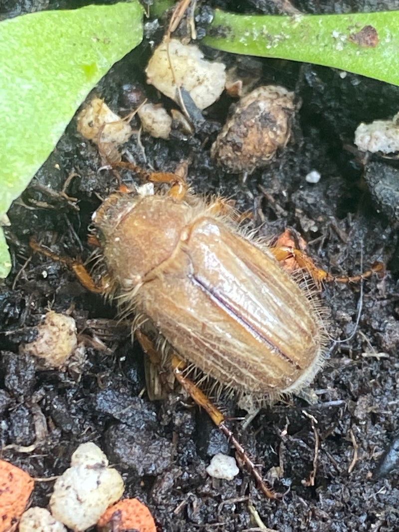 Een Junikever zit op donkere grond tussen groene bladeren. Het borstelige insect is duidelijk zichtbaar.
