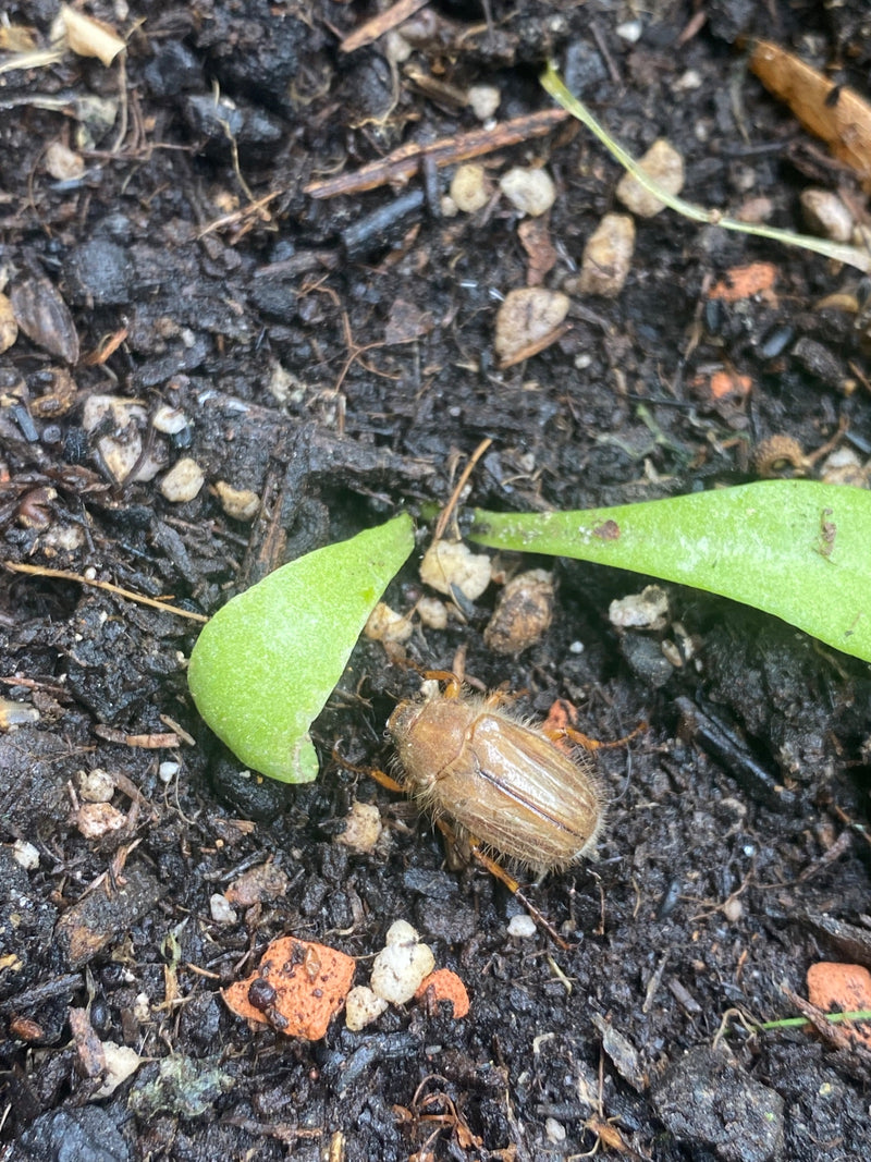 Een bruinachtige junikever zit op donkere, vochtige aarde naast kleine groene plantendelen. Het bovenaanzicht toont het harige insect in zijn natuurlijke omg...
