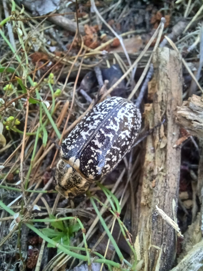 Geribbelde wulpkever — foto 1 van 3