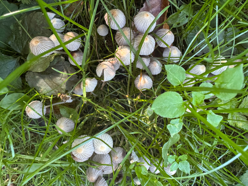Talrijke kleine vruchtlichamen van de stropharia groeien dicht op elkaar in het groene gras. De klokvormige, gegroefde hoeden vormen een grote kolonie op de ...