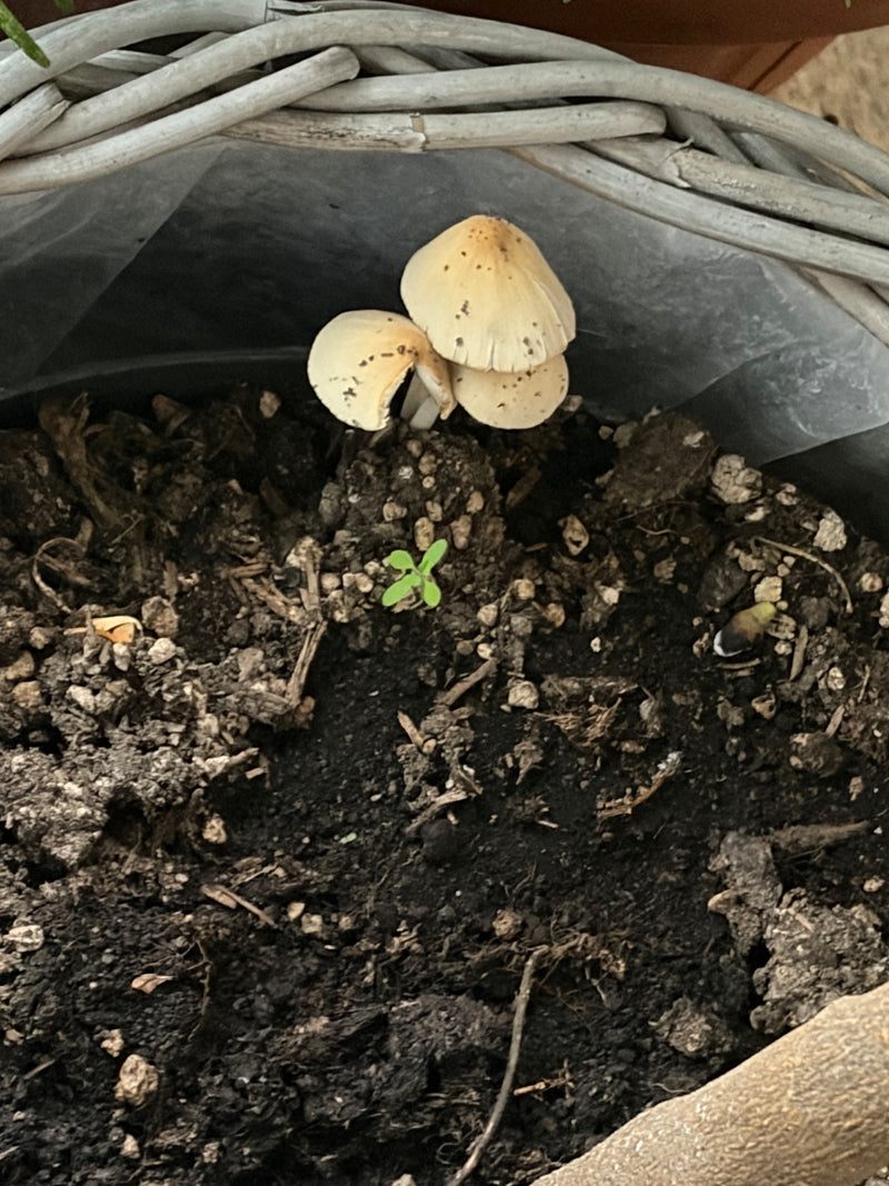 Verschillende kleine vruchtlichamen van de stropharia-achtige inktzwammigen groeien op donkere potgrond in een bak. De lichte hoeden zijn klokvormig en licht...