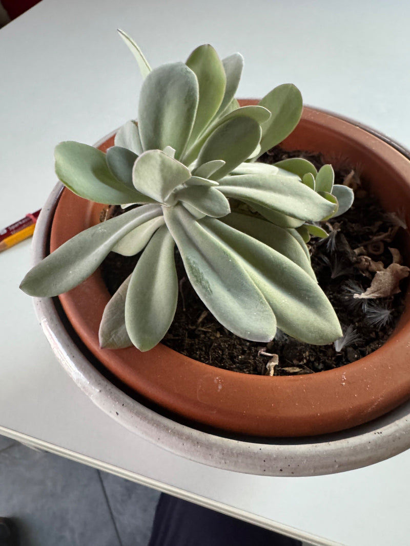 Spookplant — Bild 1