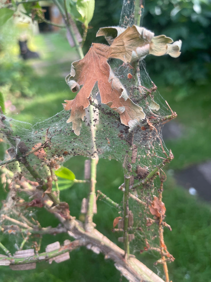 Webmot (geslacht) — Bild 1