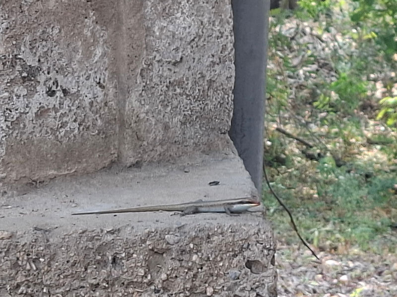 Gestreifter Skink — foto 1 van 1