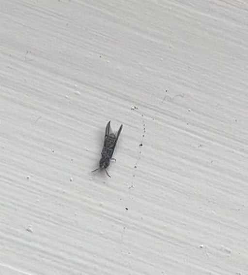 Een kleine graanthrips zit op een lichte, gestructureerde houten oppervlak. Het insectenexemplaar is duidelijk zichtbaar.