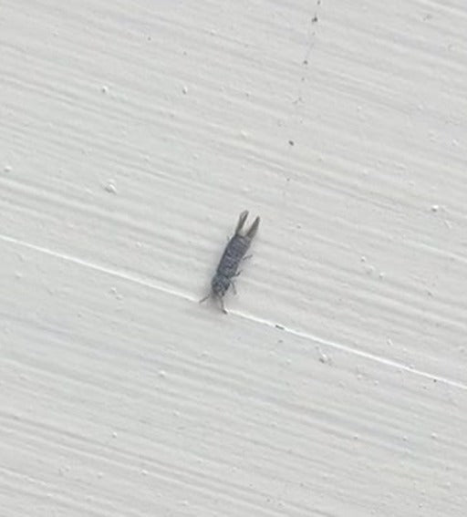 Graanbloemtrips — foto 5 van 5