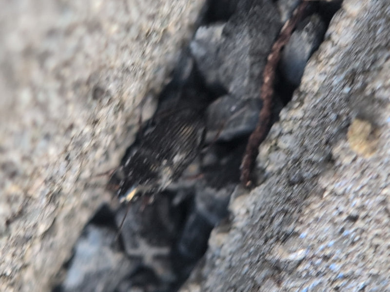 Graan loopkever — Bild 1