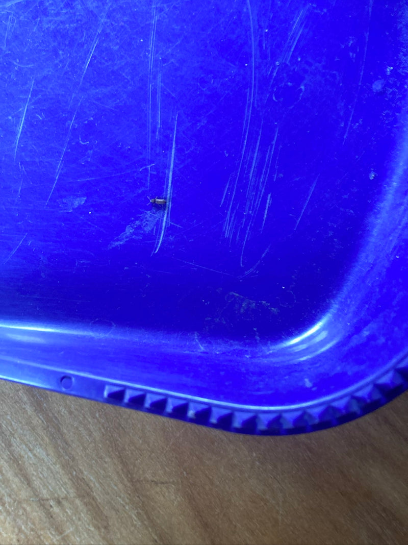 Een kleine graanklander zit op een blauw, bekrast plastic oppervlak. Het insect is erg klein en neemt slechts een fractie van de afbeelding in beslag.