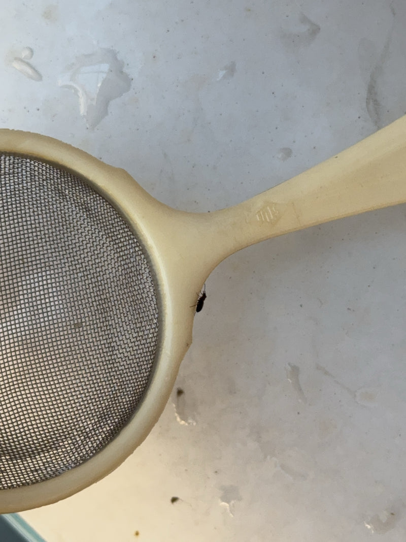 Een kleine getande graanklander zit op de rand van een lichte keukenzeef. Het insect is erg klein en alleen zichtbaar als een donker silhouet.