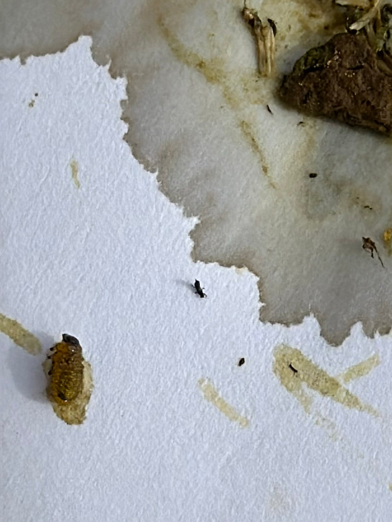 Kleine graanklanders zijn zichtbaar op een lichte, ongelijkmatige ondergrond. De insecten lijken erg klein in verhouding tot het kader.