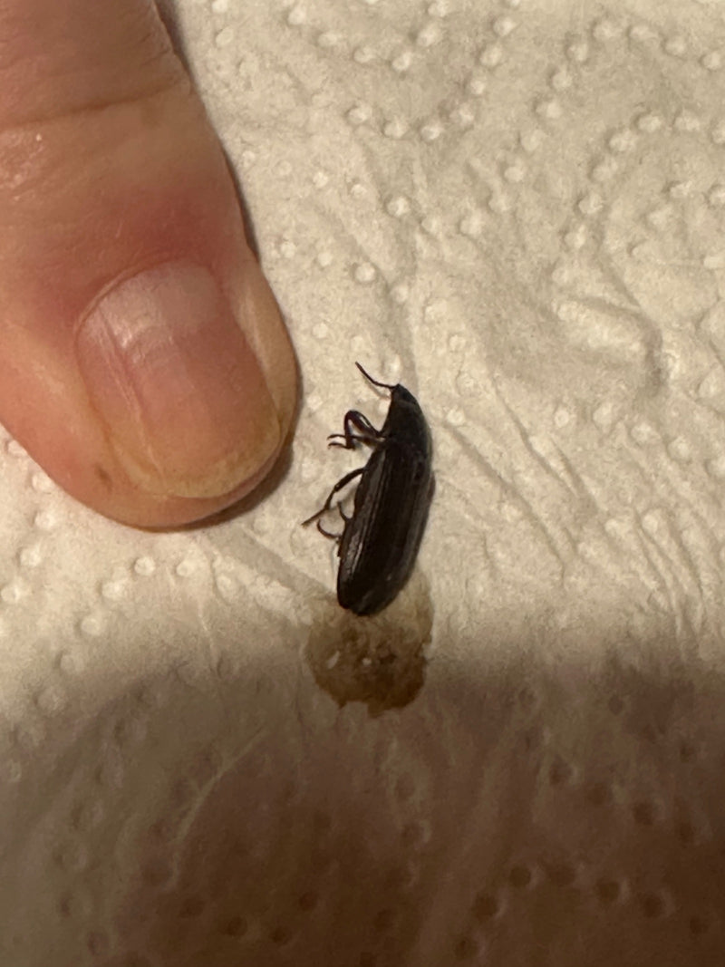 De afbeelding toont een Alphitobius diaperinus naast een menselijke duim op wit papier. De donkere, langwerpige kever ligt plat op het oppervlak.