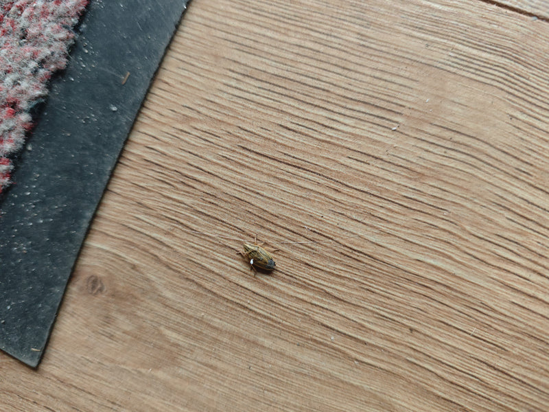 Graan insect — Bild 1