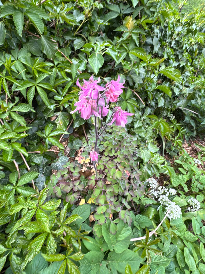 De afbeelding toont een bloeiende akeleibloem met opvallende roze-paarse bloemen en kenmerkende bladeren. Hij groeit te midden van groen loof en ander hakhout.