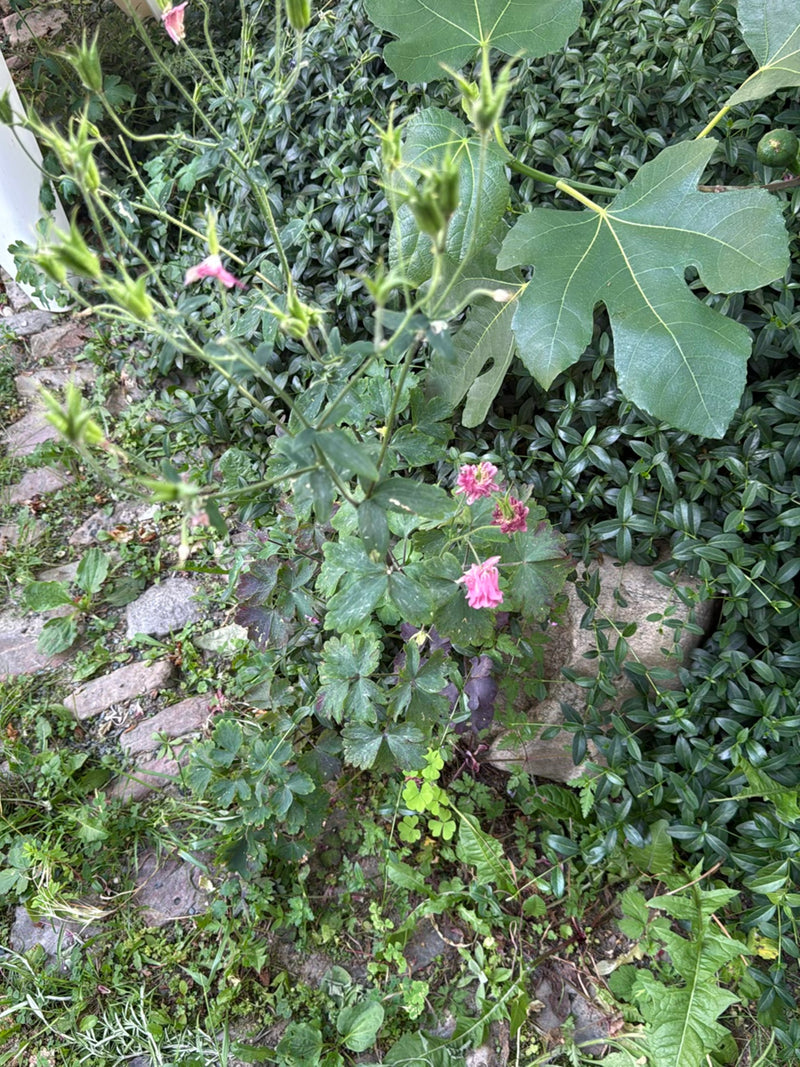 De afbeelding toont een bloeiende Akelei die groeit tussen andere planten en stenen. De kenmerkende roze bloemen en samengestelde bladeren zijn duidelijk te ...