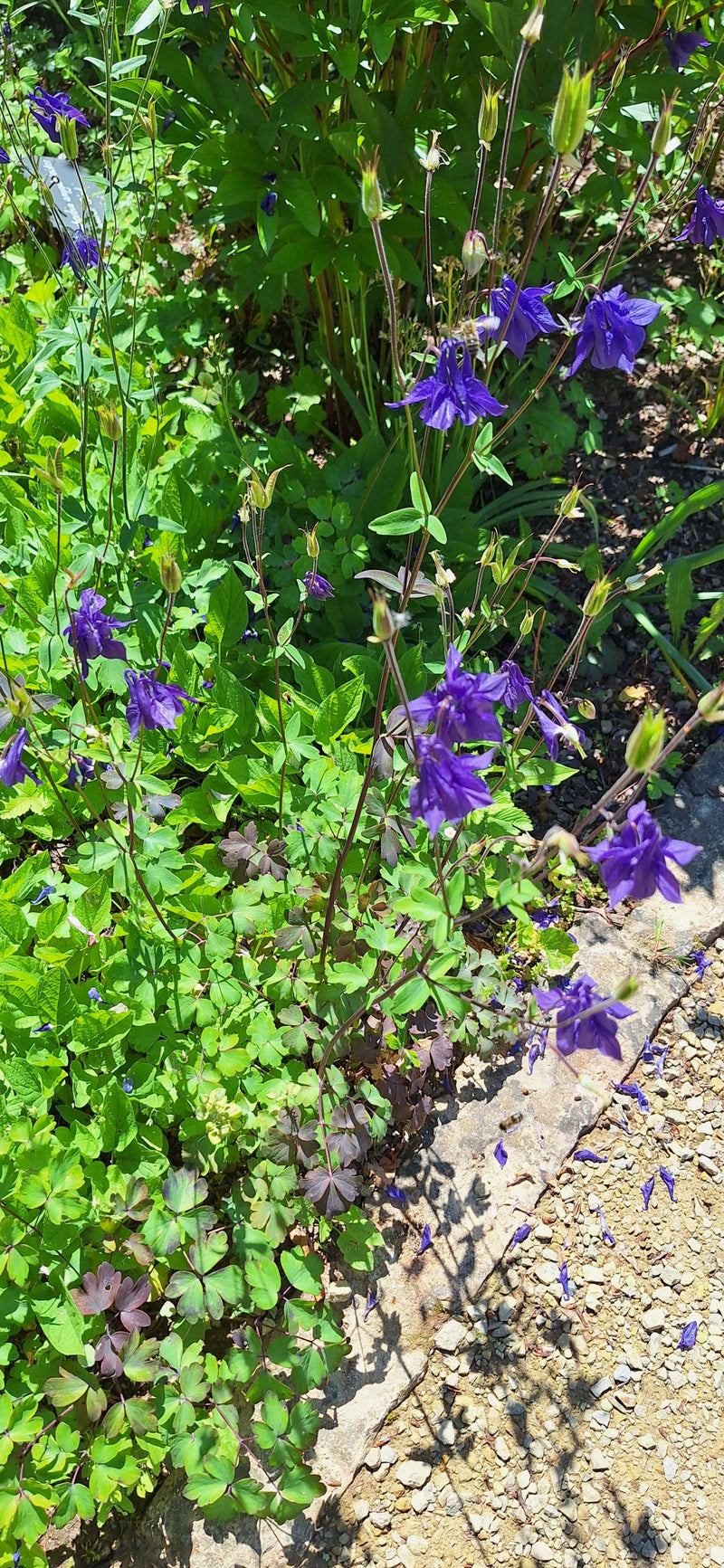 Er zijn verschillende paarse bloemen en groene bladeren van een akelei te zien in een tuingenbed. De planten staan in het zonlicht naast een licht grindpad.