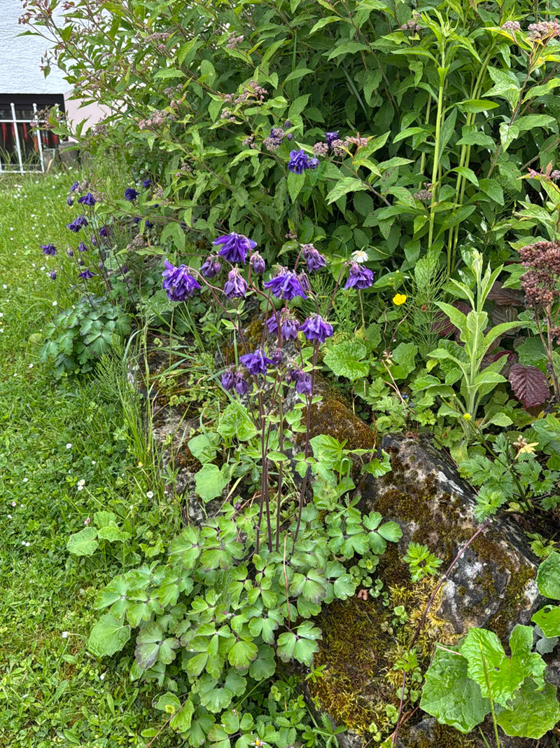 Te zien is een bloeiende akelei met karakteristieke paarse bloemen voor groene vegetatie en een st Akelei-talud.