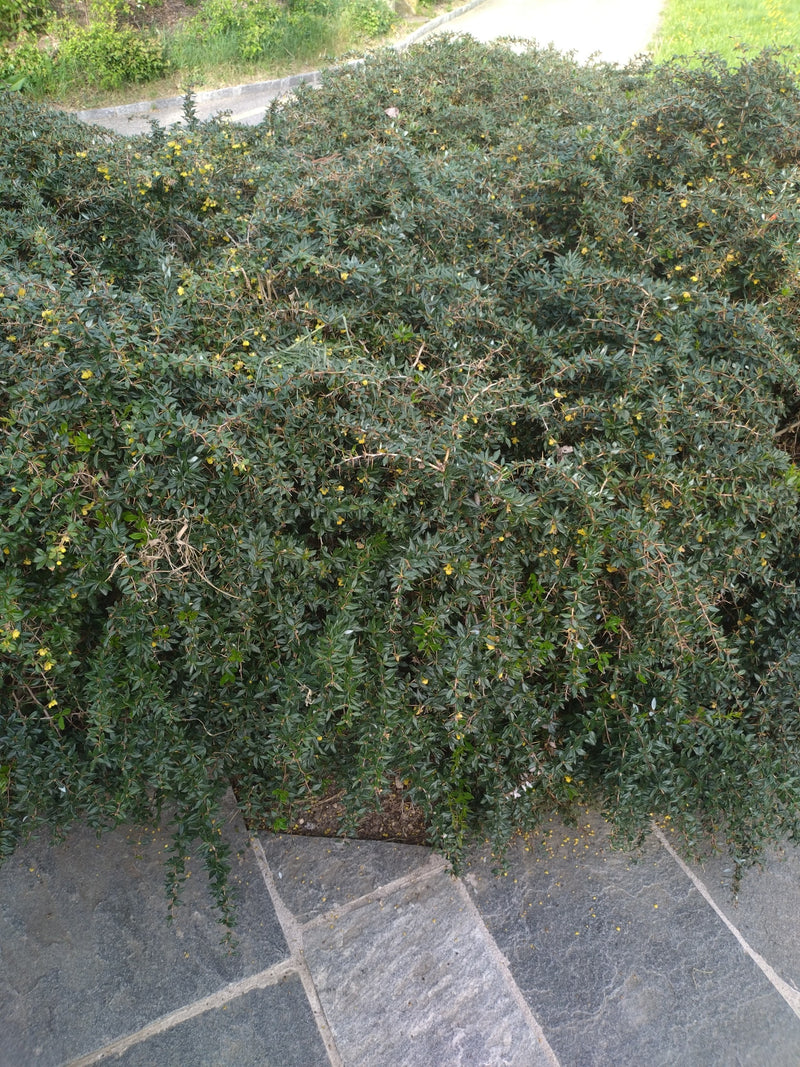 Berberis — Bild 1