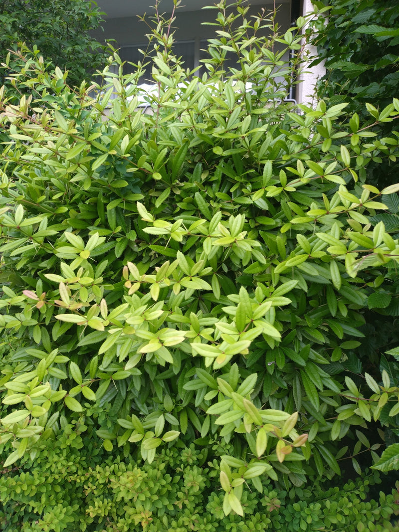 De afbeelding toont een dichte struik met groen blad en vele takken. Het is een zuurbes voor een huismuur.