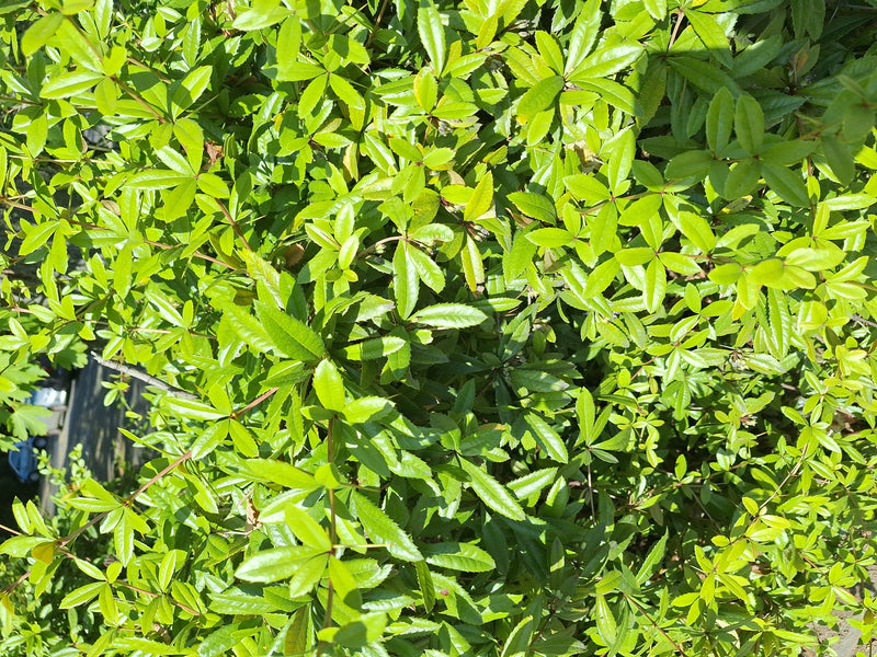 Te zien is een dicht gedeelte met veel lichtgroene bladeren en fijne takjes van een zuurbes. De foto toont het typische loof van de struik in het zonlicht.