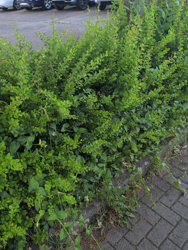 Er is een dichte, groene zuurbesheester te zien die direct naast een verhard pad groeit. De fijne bladeren en takjes vullen het beeld.