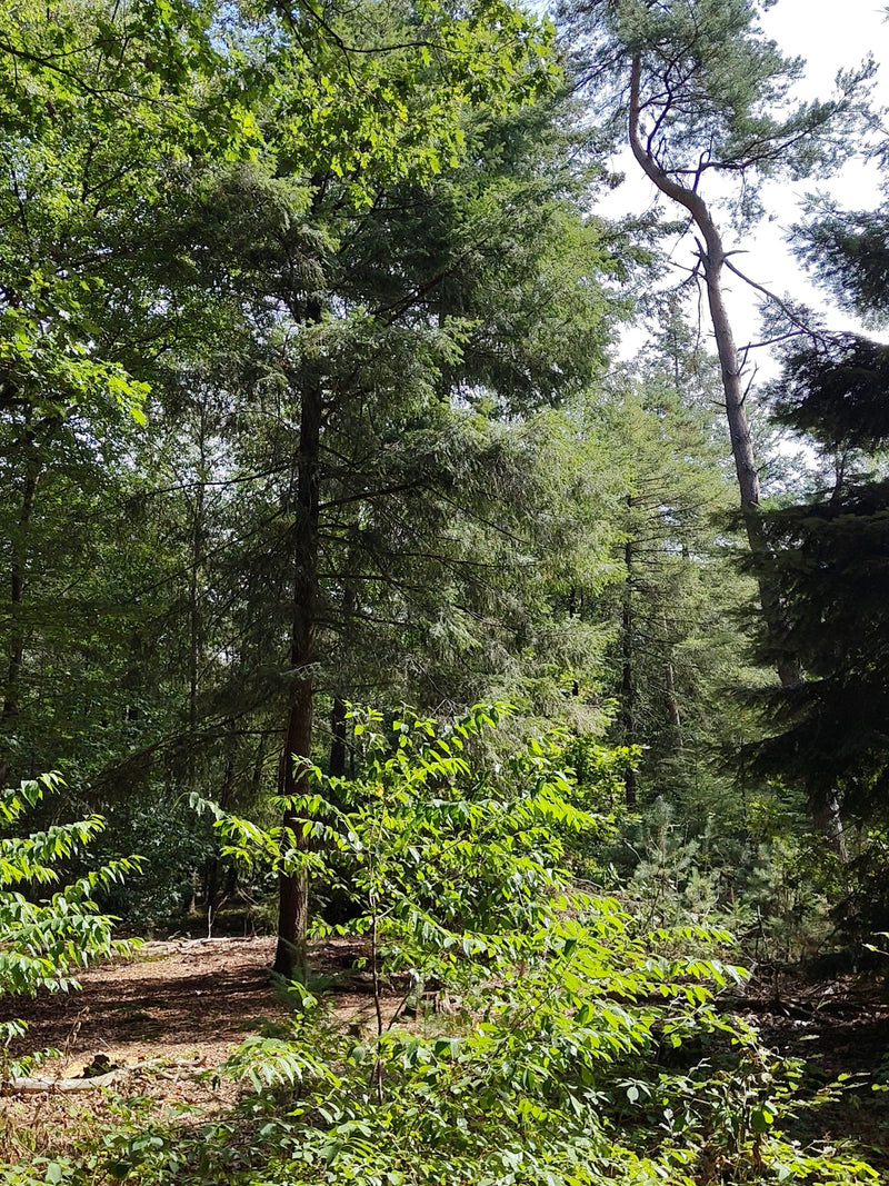 Gemeenschappelijke Douglasspar — Bild 1