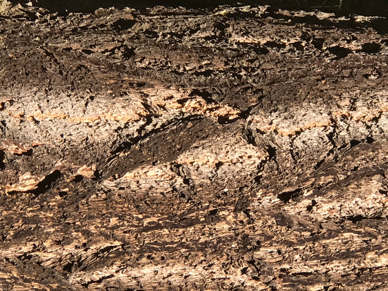 De diep gegroefde schors van een douglasspar is zichtbaar. De groowe schorsstructuur is in close-up getoond.