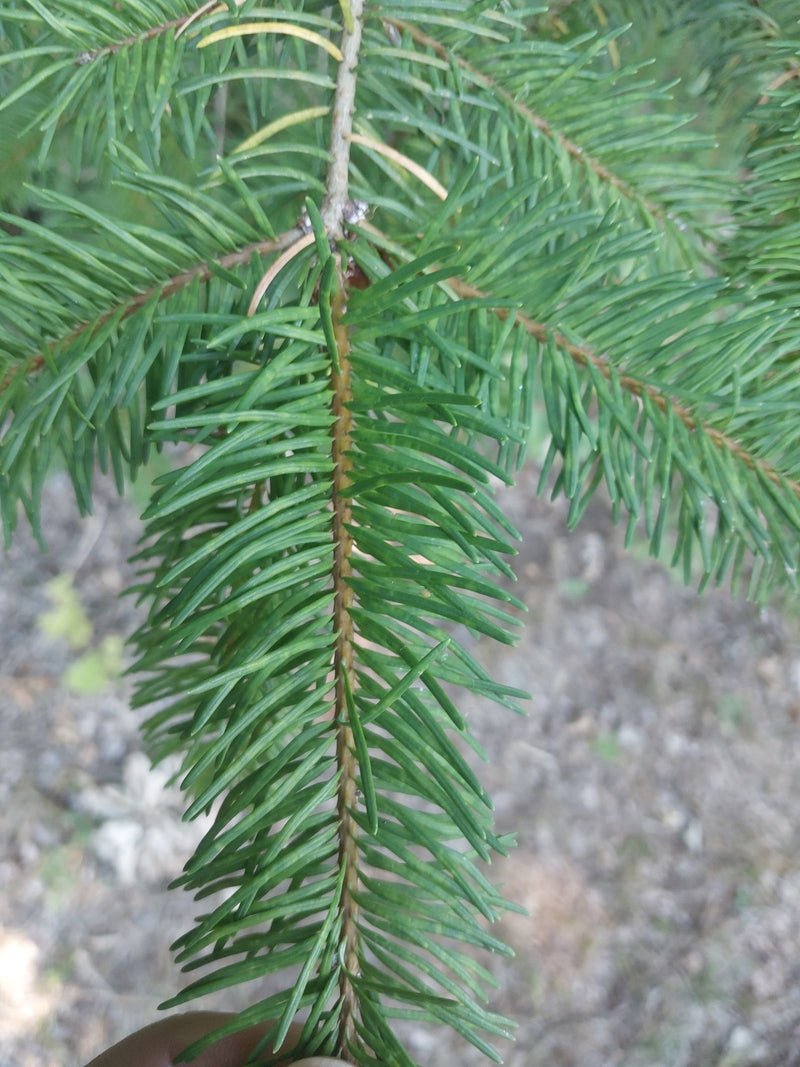 Gemeenschappelijke Douglasspar — Bild 3