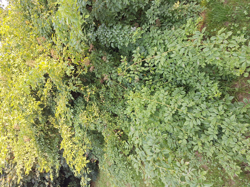 Een dichte tak met de typische geveerde bladeren van een gewone es is te zien. De plant groeit in een natuurlijke omgeving.
