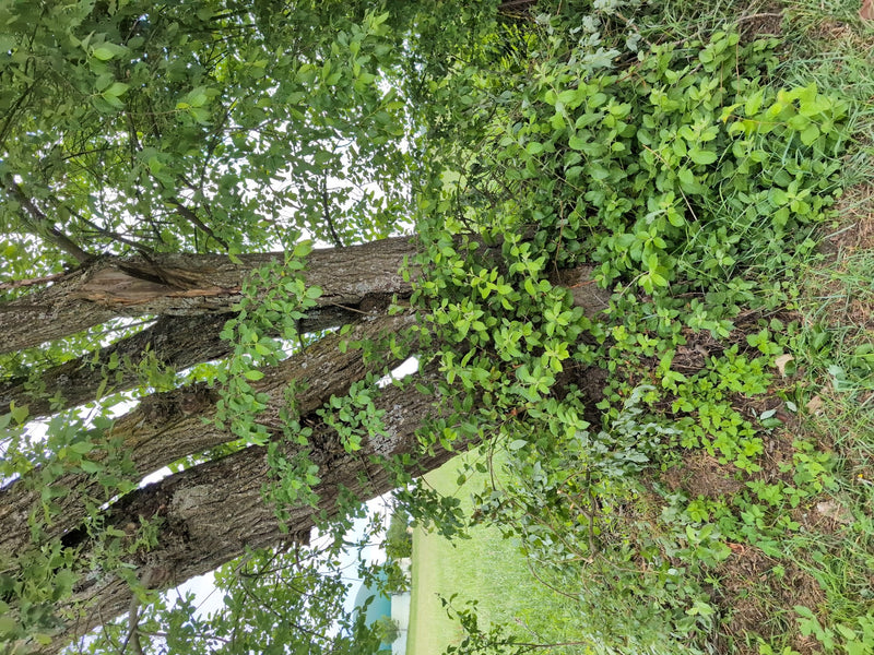 De afbeelding toont de massieve stam en groene bladeren van een gewone es in een natuurlijke omgeving.