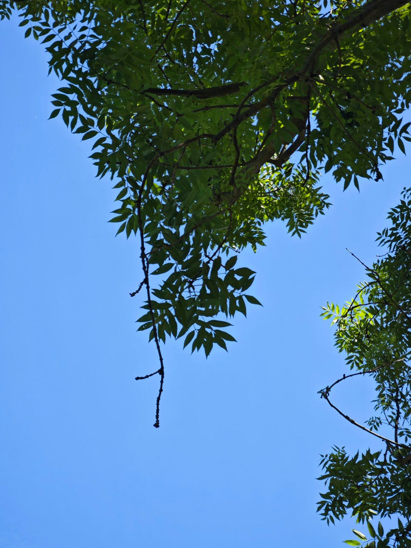 De afbeelding toont de geveerde bladeren en takken van een gewone es, van onderen gefotografeerd tegen de blauwe lucht.
