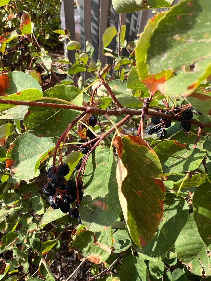 De afbeelding toont een deel van een krentenboompje met groene bladeren, roodachtige twijgen en donkere, bijna zwarte vruchten. De plant staat in een natuurl...