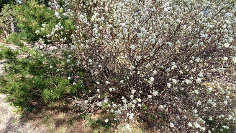 Te zien is een rijkelijk bloeiende krentenboompjesstruik met vele kleine witte bloemetjes. De plant staat buiten in zijn natuurlijke omgeving.