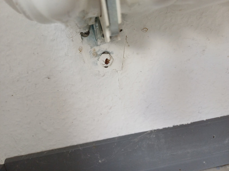 Gemeenschappelijke dikke spin — Bild 1