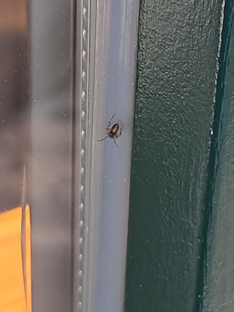 Een haakjescabaretière rust rustig op een glad kozijn. Het dier is duidelijk zichtbaar in een typische rustpositie.