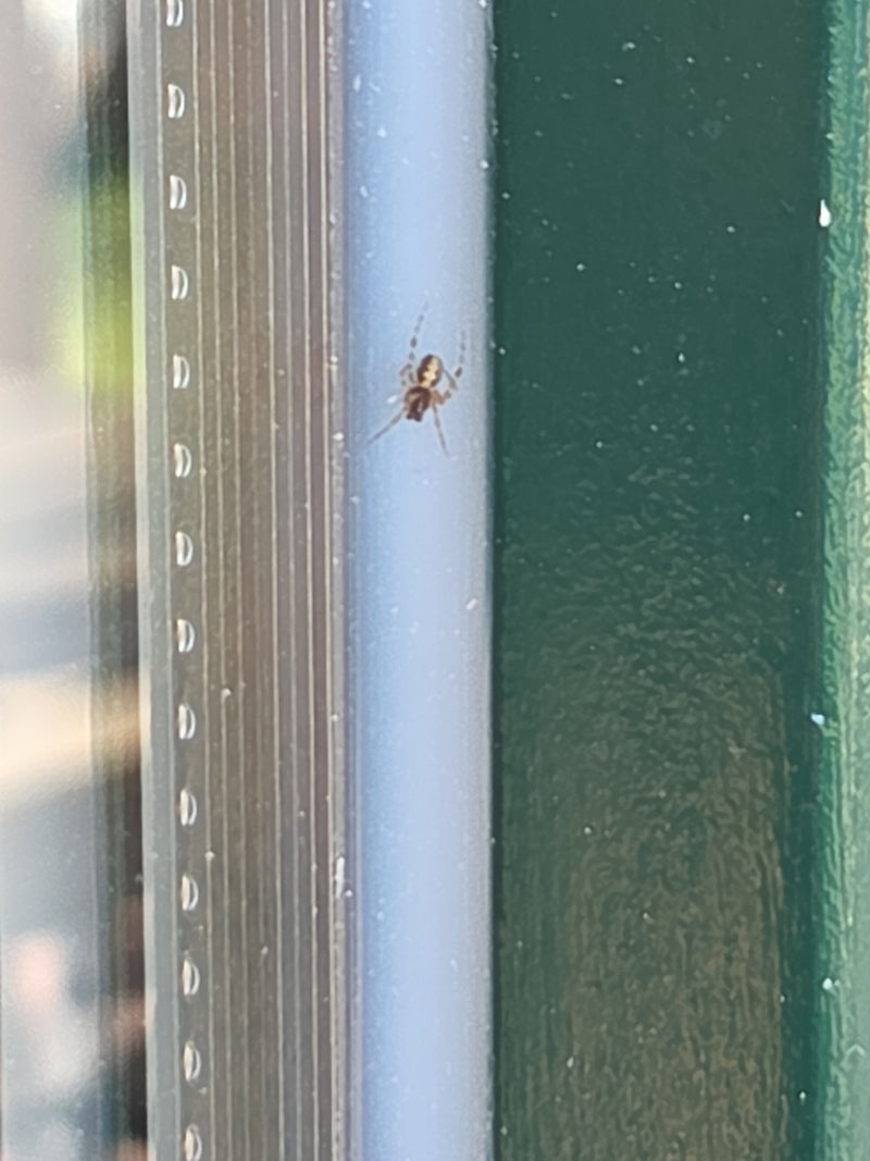 Een konchsspin zit op een raamkozijn. De kleine spin rust rustig op het gladde oppervlak.