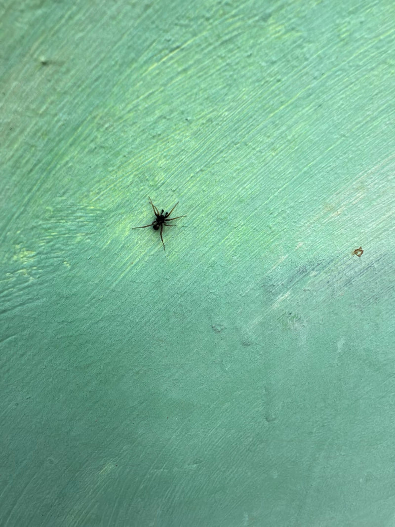 Een kleine spin zit op een groene, getextureerde muur. Het blijft roerloos op het lichte oppervlak.