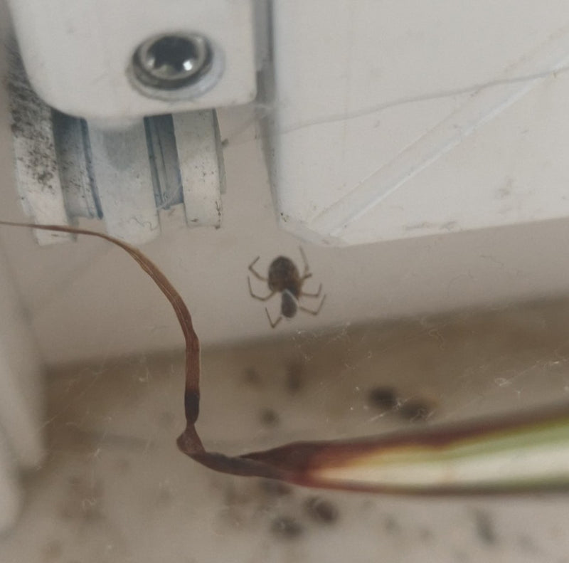 Een huisspin hangt ondersteboven in haar onregelmatige web tegen een binnenmuur. Een deel van een plant is op de voorgrond zichtbaar.