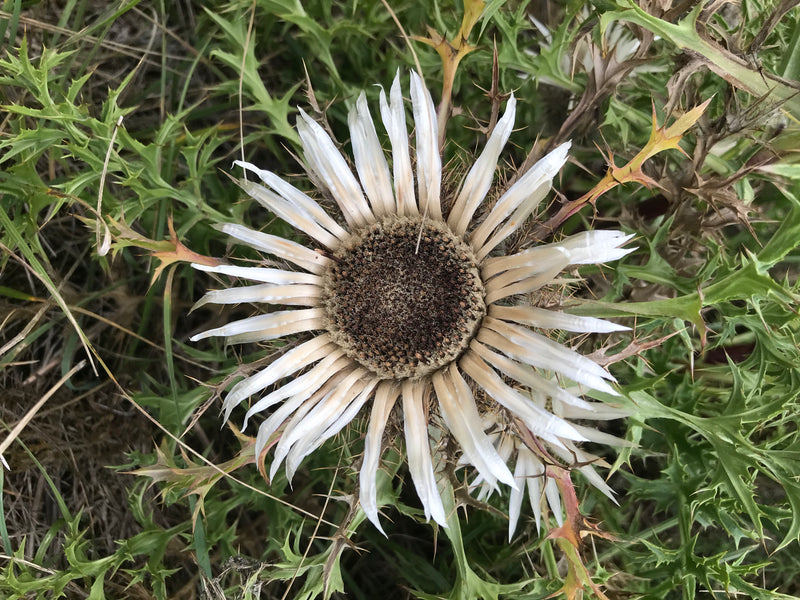 Gemeenschappelijke gouden distel — foto 5 van 7