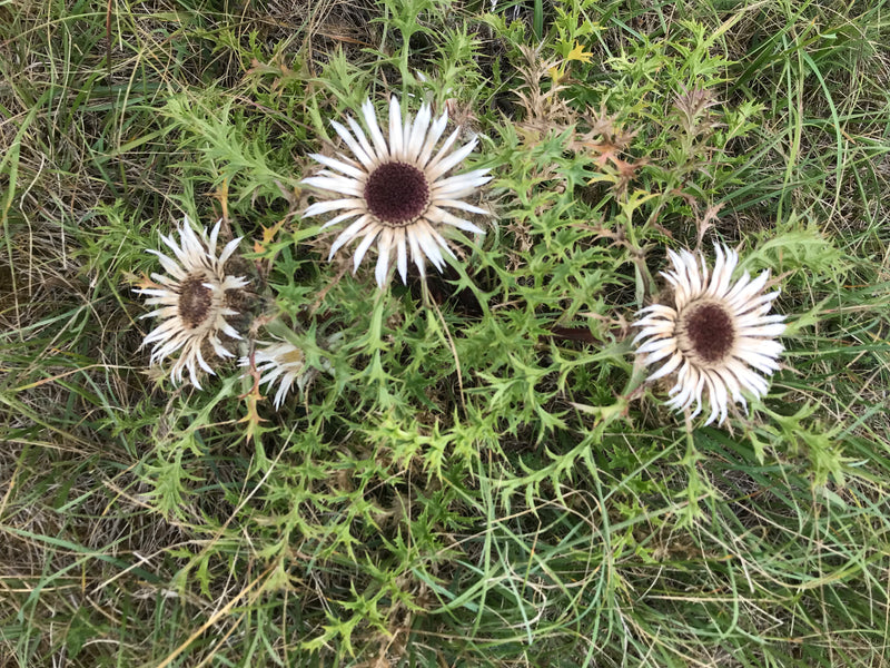 Gemeenschappelijke gouden distel — foto 2 van 7