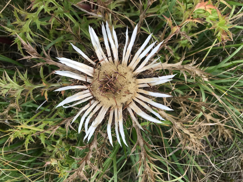 Gemeenschappelijke gouden distel — foto 4 van 7
