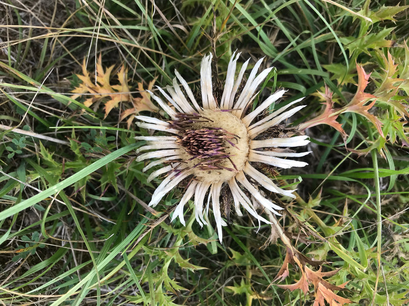 Gemeenschappelijke gouden distel — foto 3 van 7