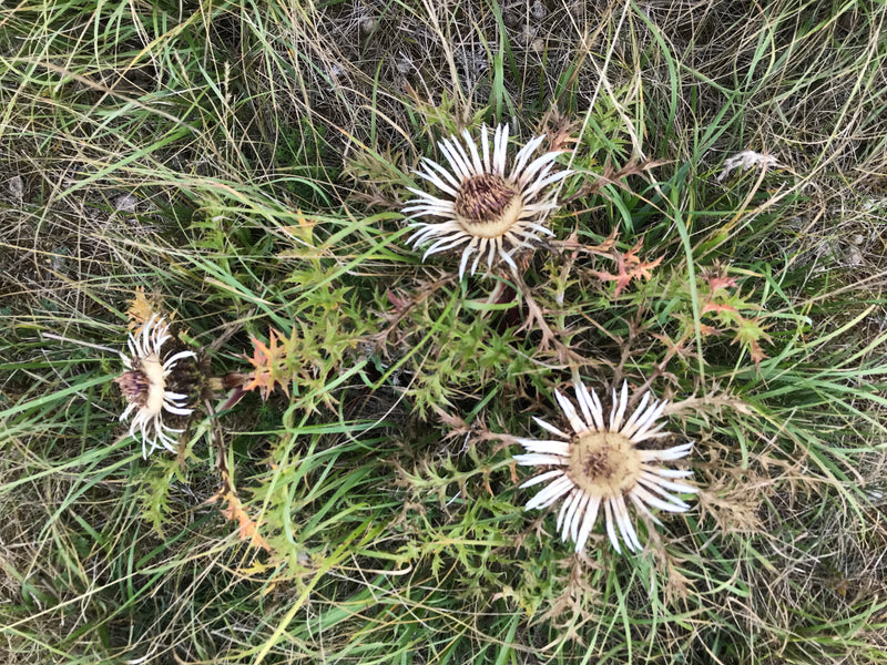 Gemeenschappelijke gouden distel — foto 1 van 7